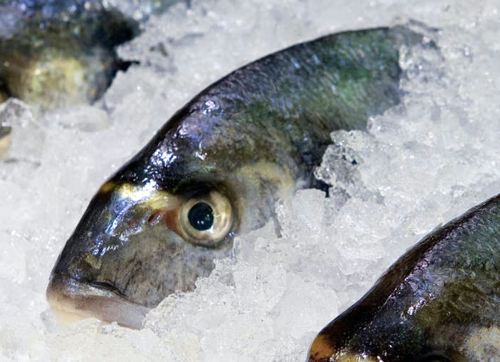 frozen-fish-stock-finance.png