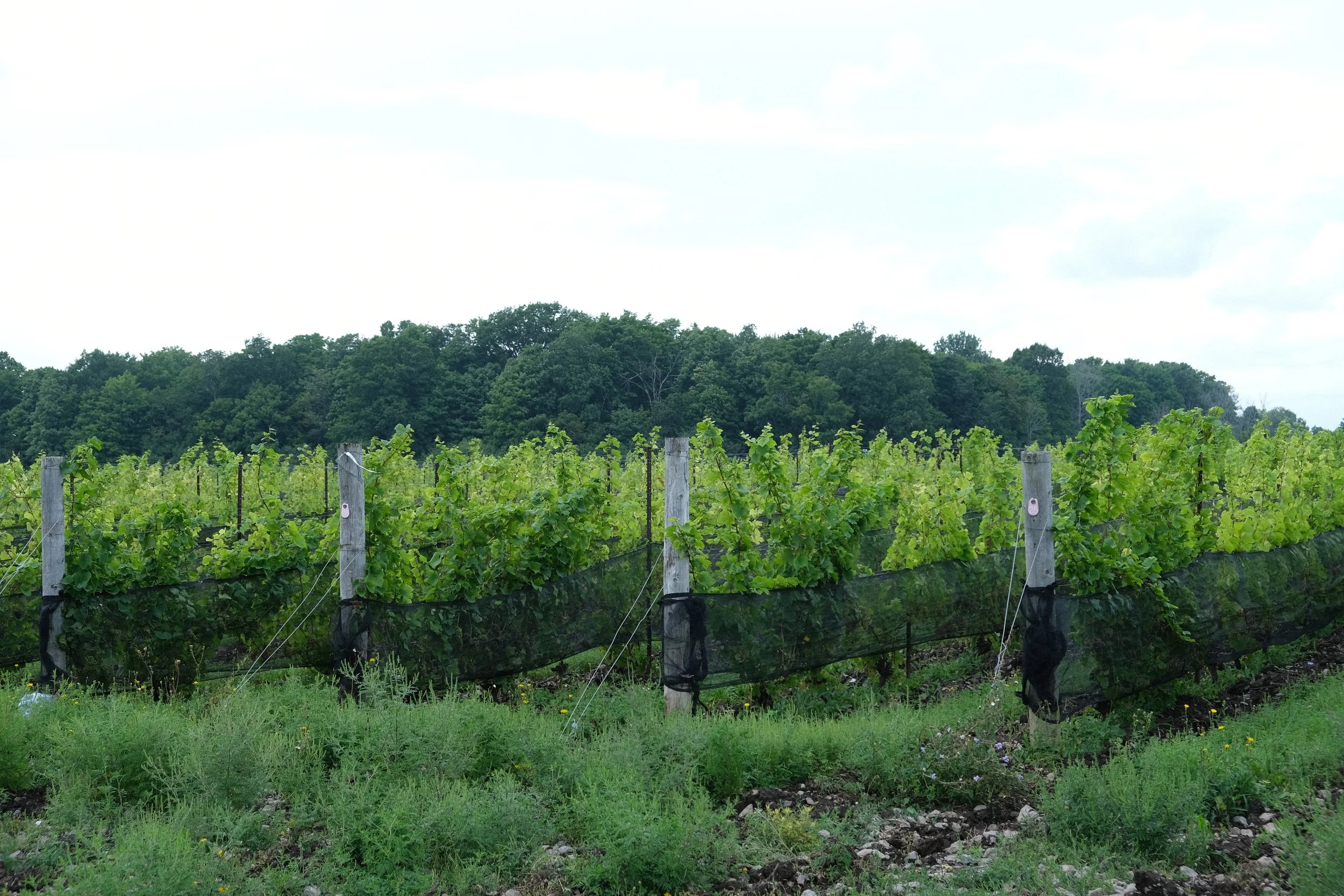 DSCF4636.JPG