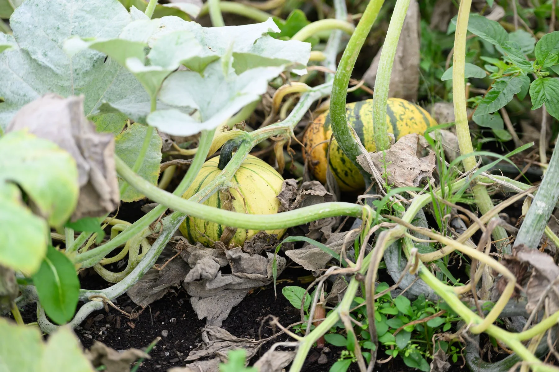 My Neighbourhood Art Project_Creditview Park Community Garden__0057.JPG