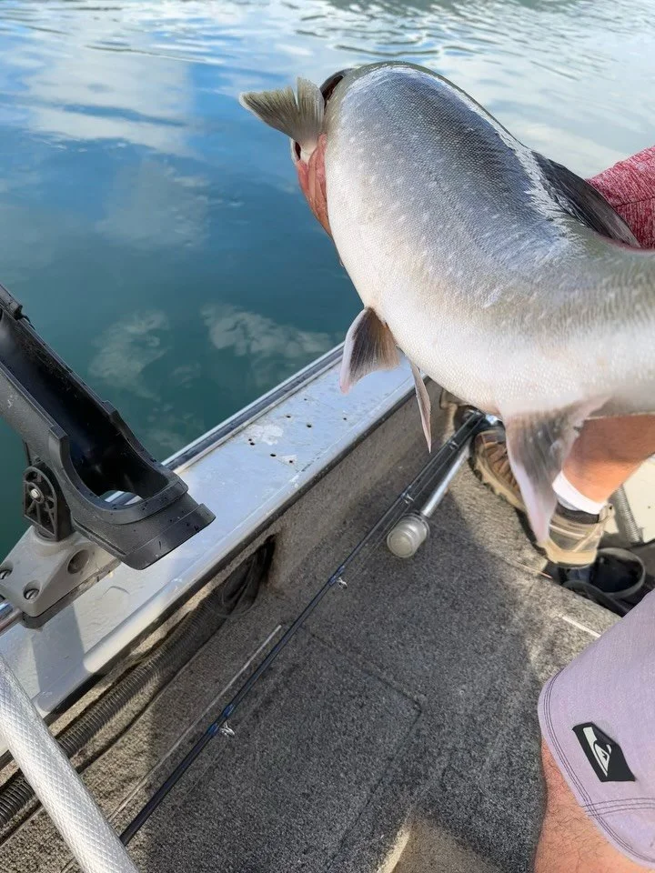 Lots of fishy days on the river, some beautiful bulls landed and all released to fight another day. It’s important to be stewards of the outdoors and do our part to ensure there are good fishing opportunities for the future generations of fishe