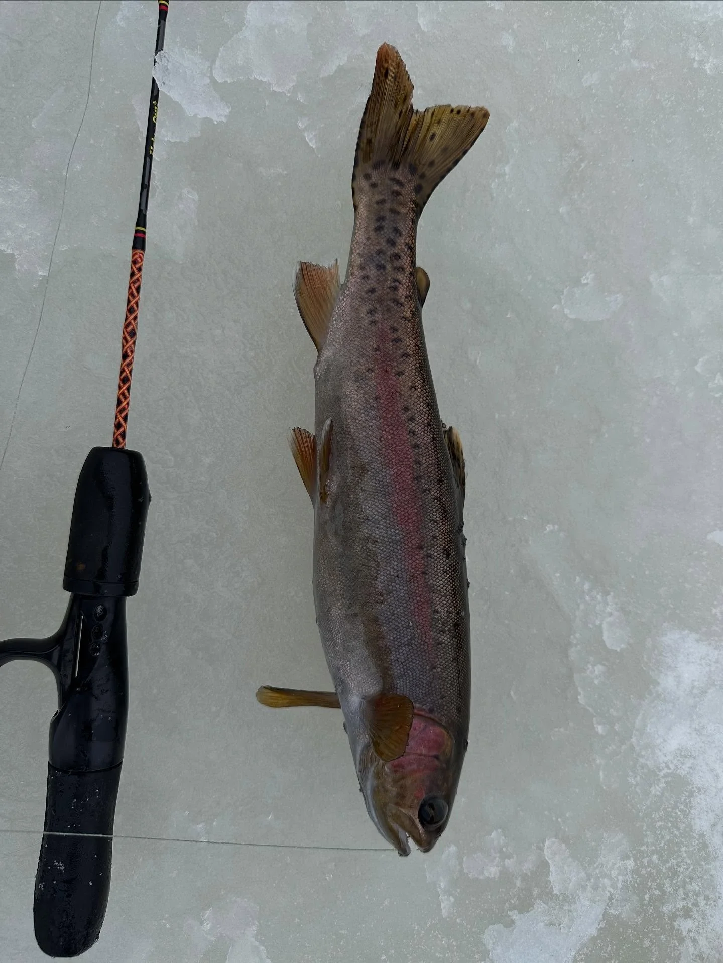 Ice is finally ready hardwater fishing trip now available in Revelstoke. #icefishing #seerevelstoke #hardwater #rainbowtrout #revelstoke #winteractivities❄️ #familytrips #winterwonderland #winteradventures