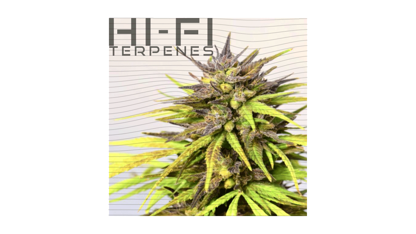 HIFIcherry_1800x1800.gif