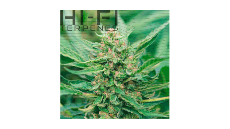 Cannabis Image for web.gif