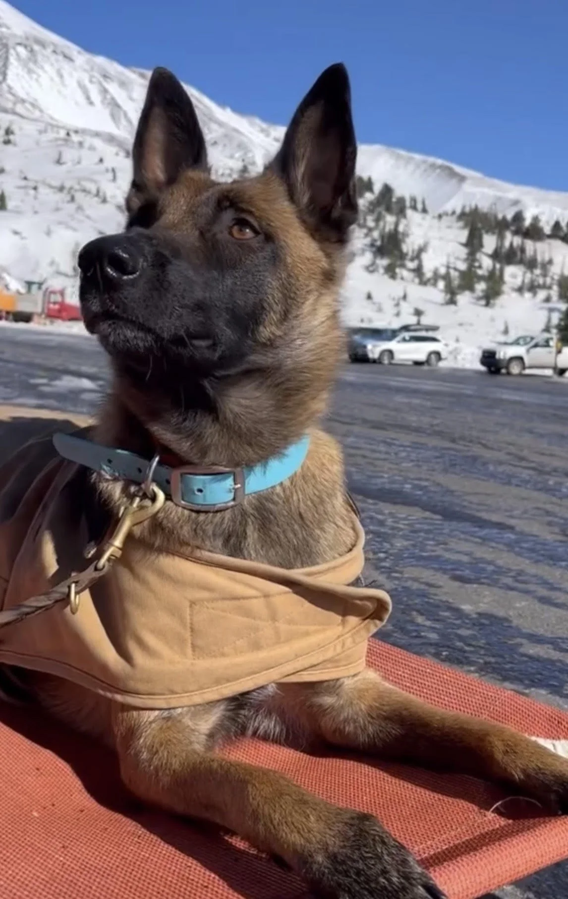 The Importance of Release Cue for Stay Behaviors