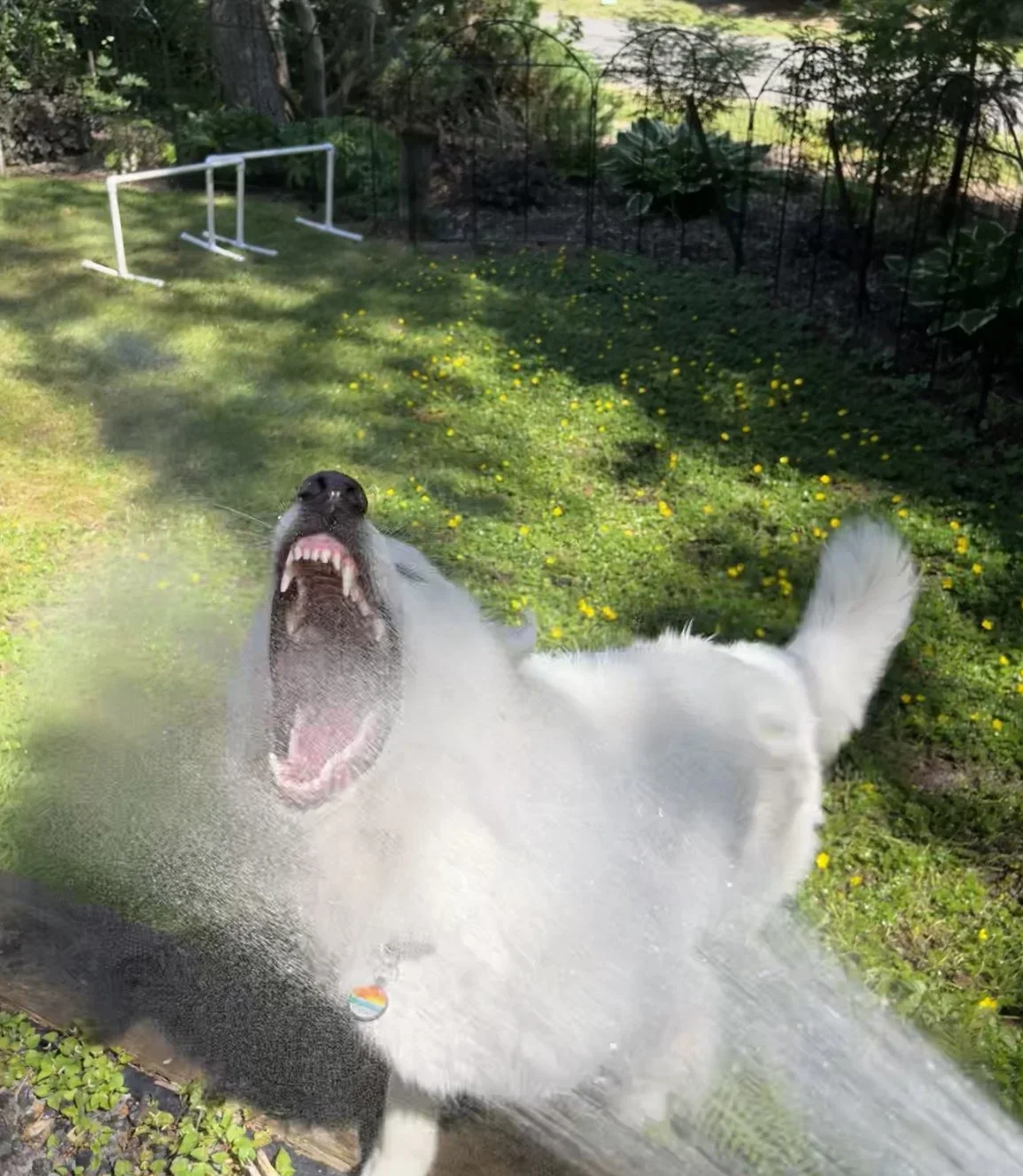 Lunging and Barking: Reactive Dogs