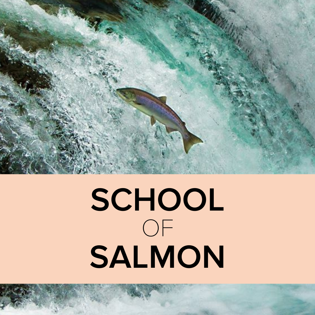 School of Salmon