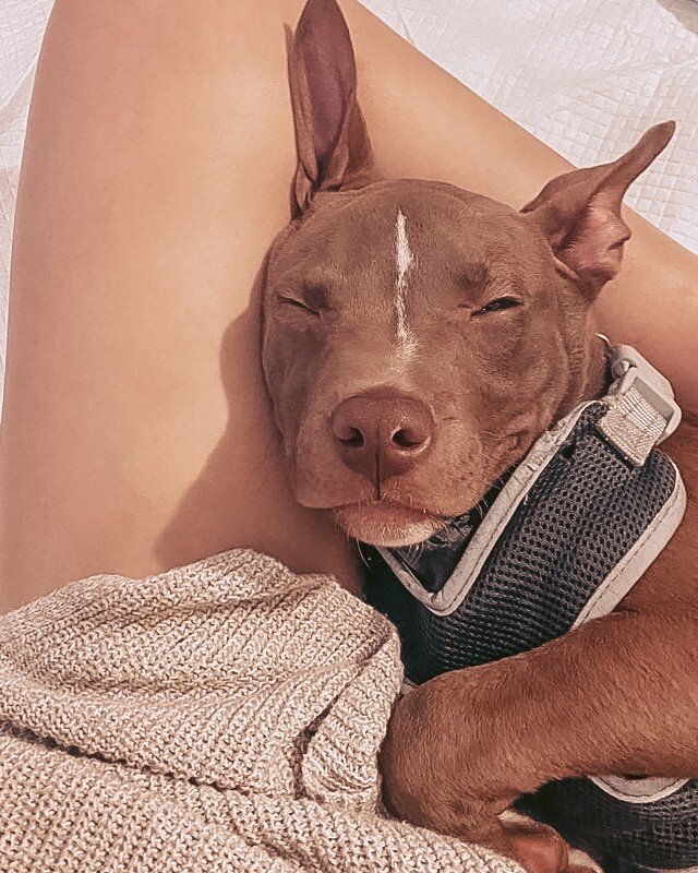 Rodman is dreaming of his forever home. This 4 month old puppy is doing wonderfully in a foster home with young children and is working hard on his potty training!⠀⠀⠀⠀⠀⠀⠀⠀⠀
⠀⠀⠀⠀⠀⠀⠀⠀⠀
How can you resist that sweet face? Fill out our adoption survey to