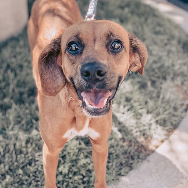 Gracie here to wish you a happy start to the week! This sweet beagle mix is still looking for her new family.

Apply today!