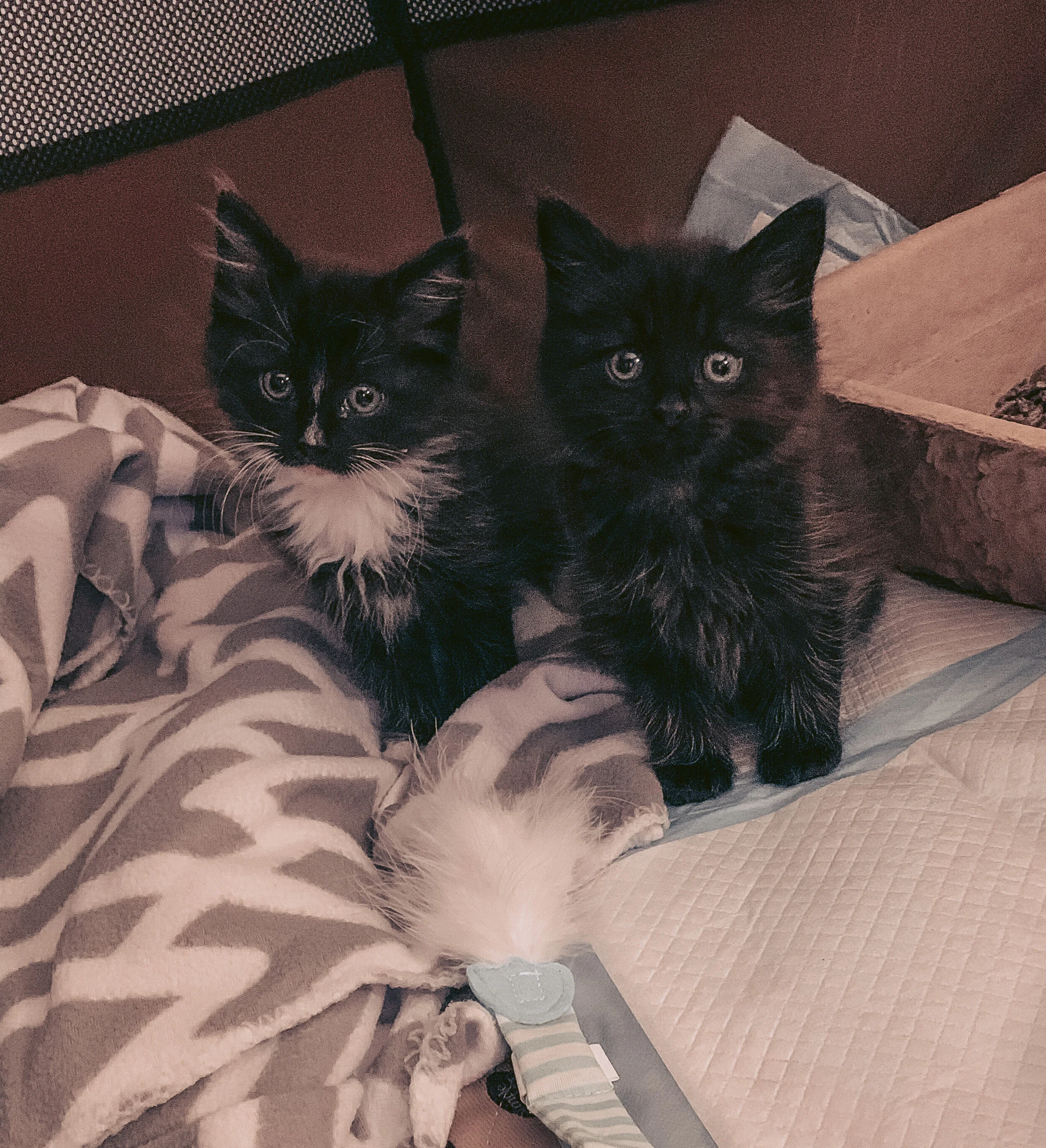 Adopting a Cat with FIV