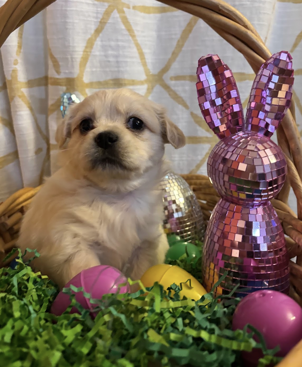 MIMI'S LITTER: PEARL