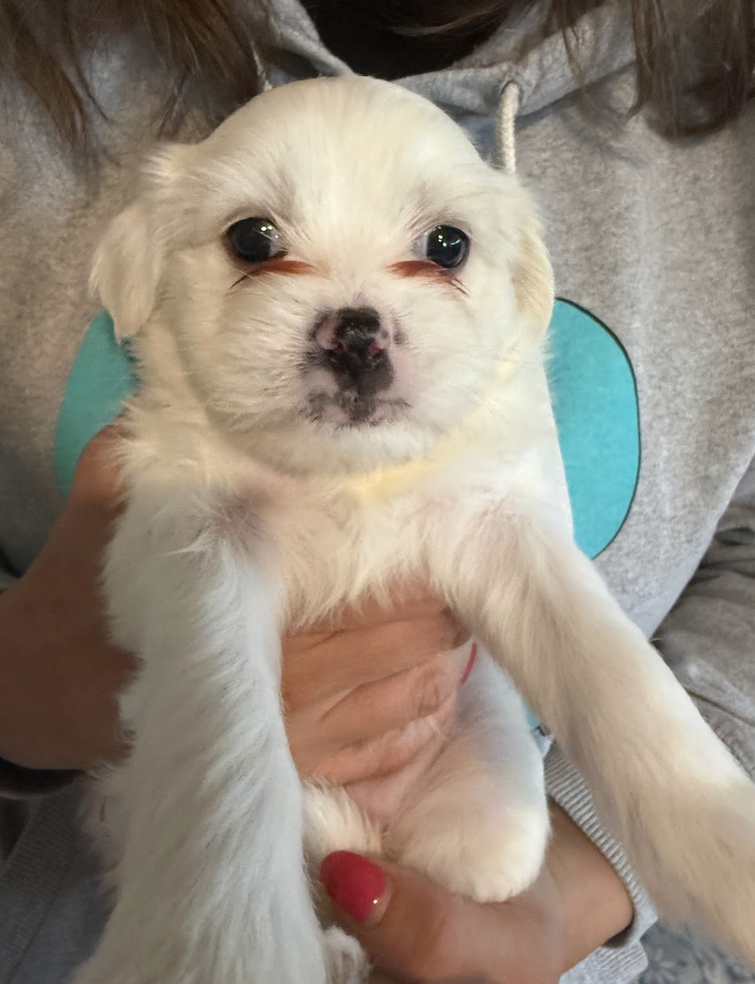 MIMI'S LITTER: JULIET