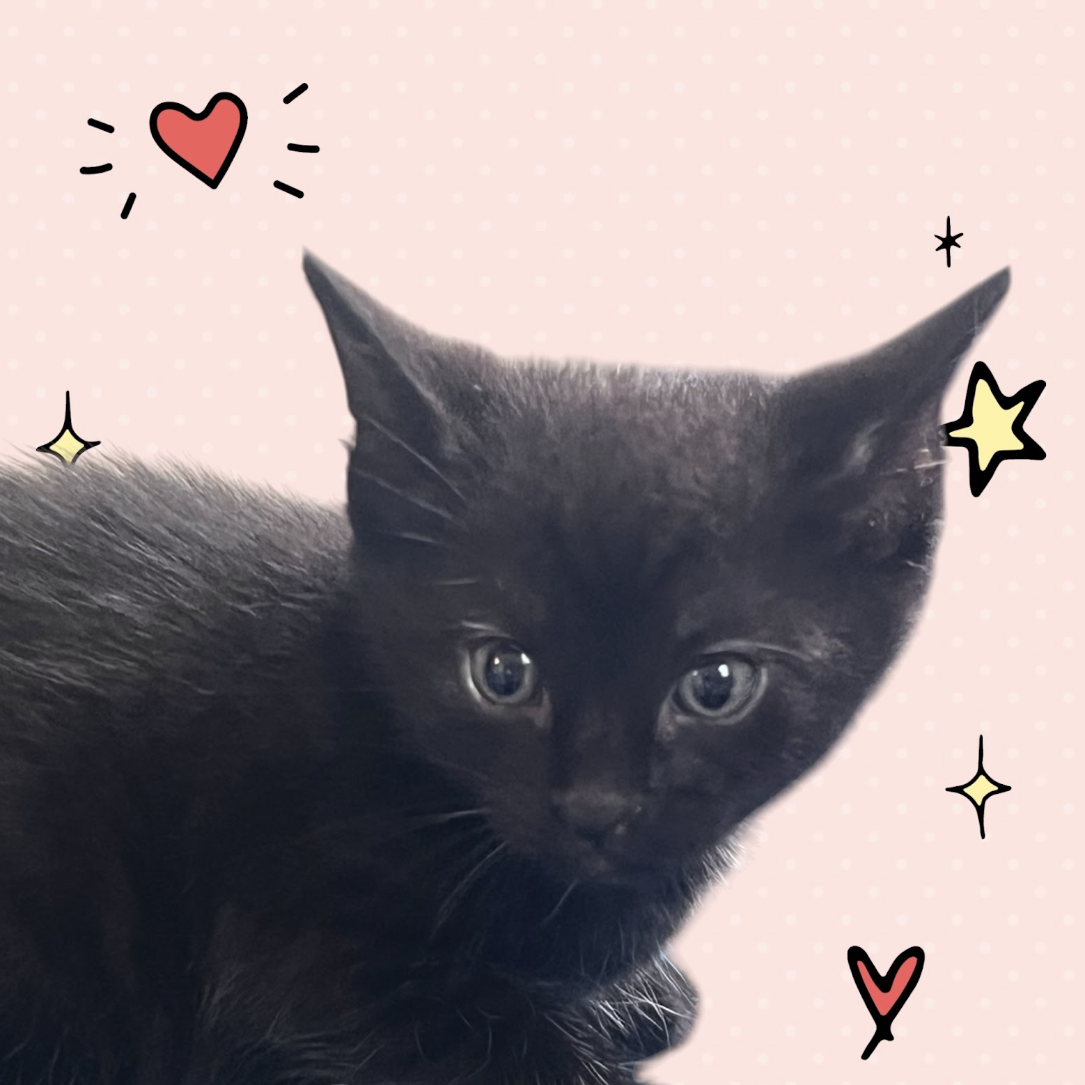 MOMMA HONEY'S LITTER: PUMPERNICKEL