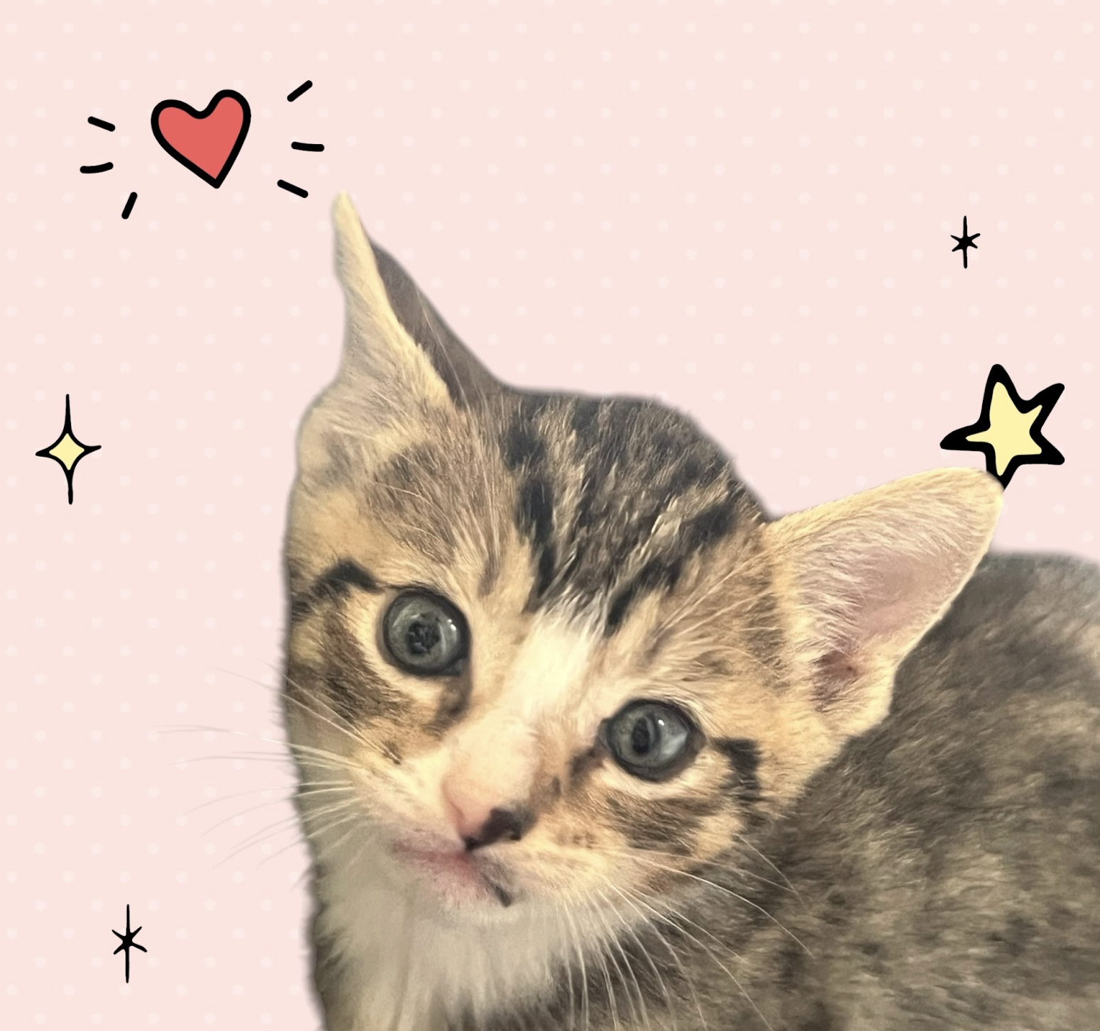 MOMMA HONEY'S LITTER: CINNAMON