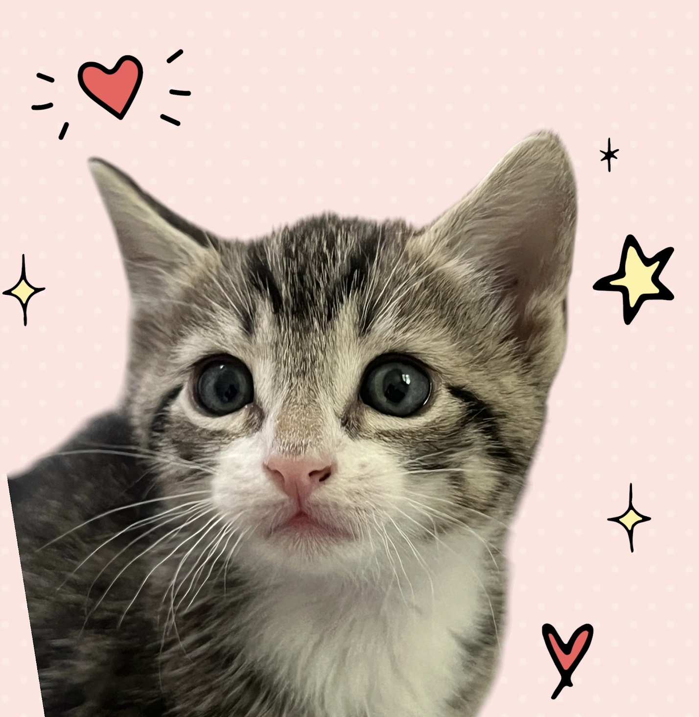 MOMMA HONEY'S LITTER: COOKIE