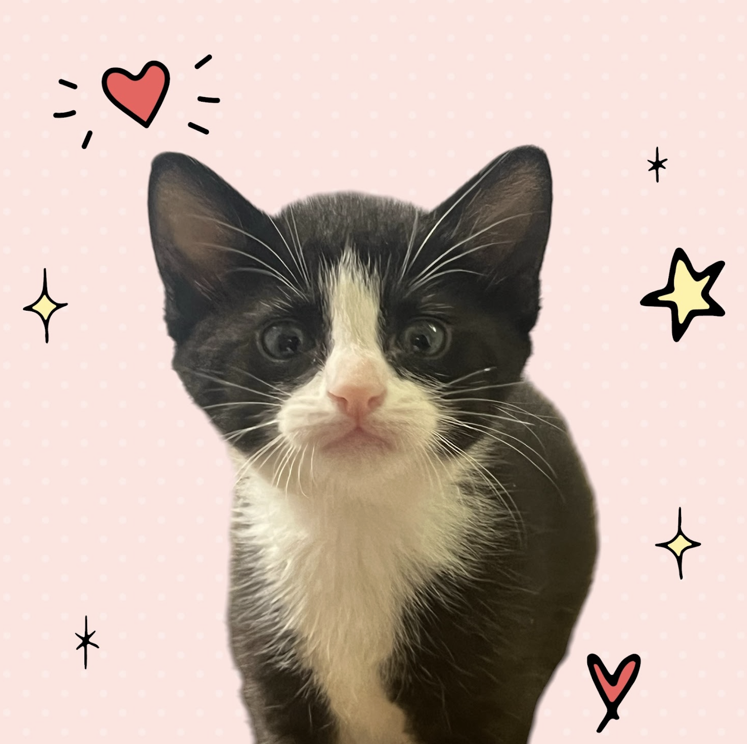 MOMMA HONEY'S LITTER: ECLAIR