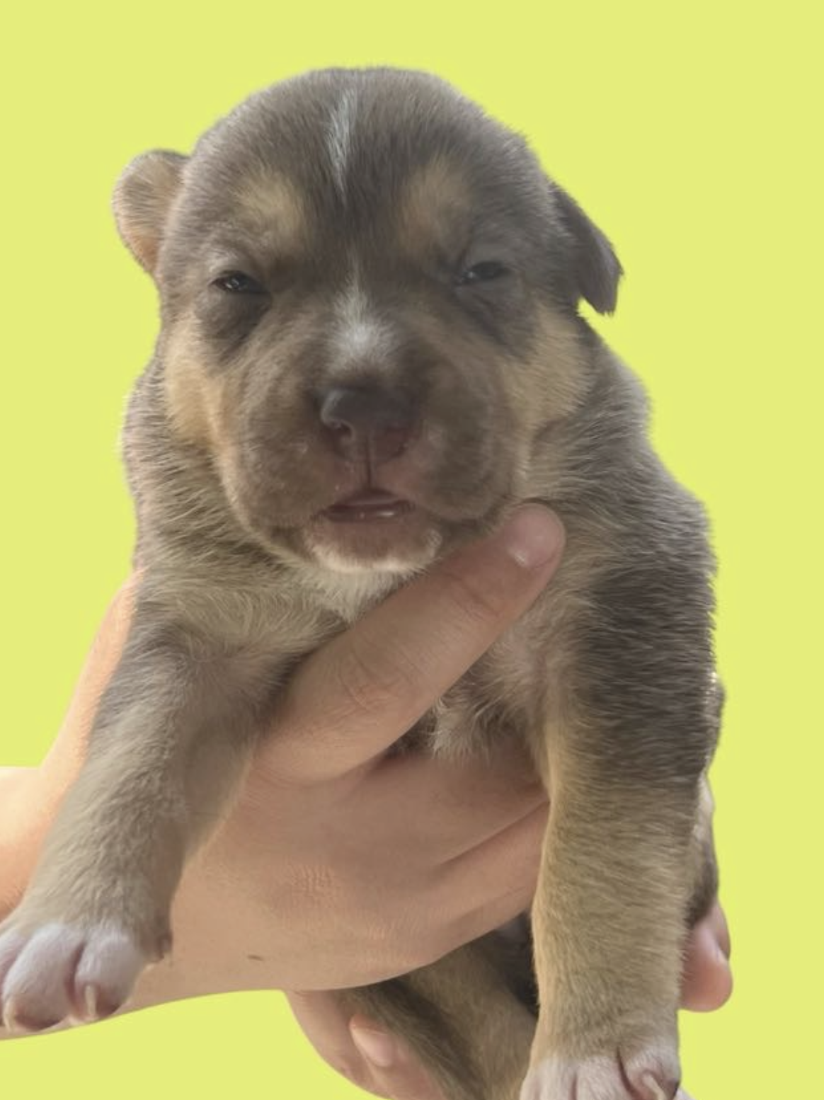 MOMMA IRIS' LITTER: GNOCCHI