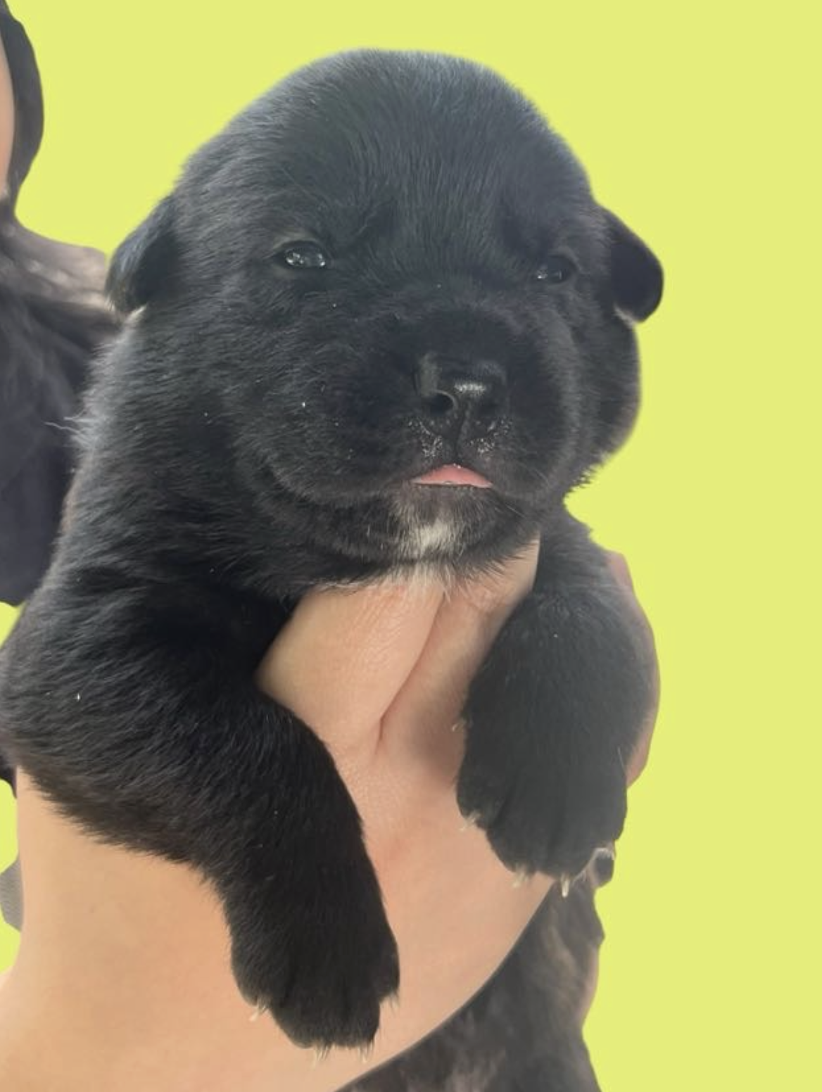 MOMMA IRIS' LITTER: ABIGAIL