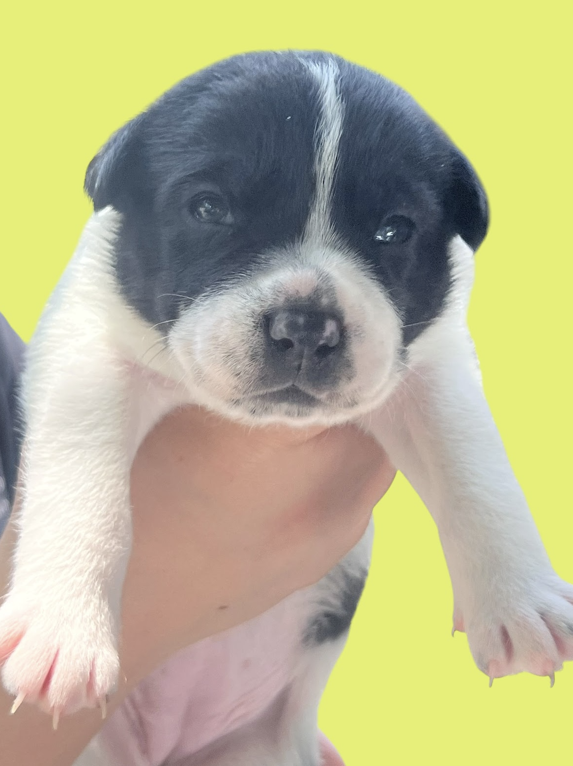 MOMMA IRIS' LITTER: PENNY