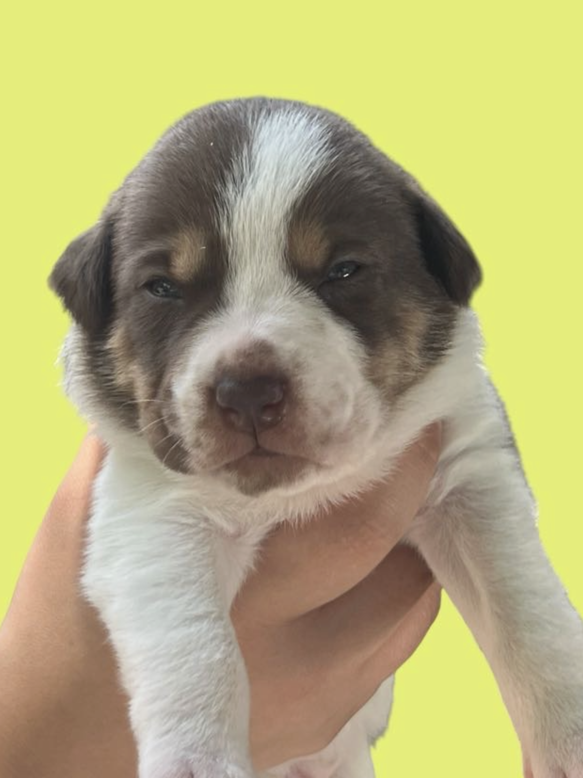 MOMMA IRIS' LITTER: BAILEY