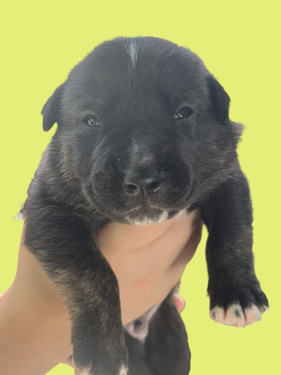 MOMMA IRIS' LITTER: TROOPER