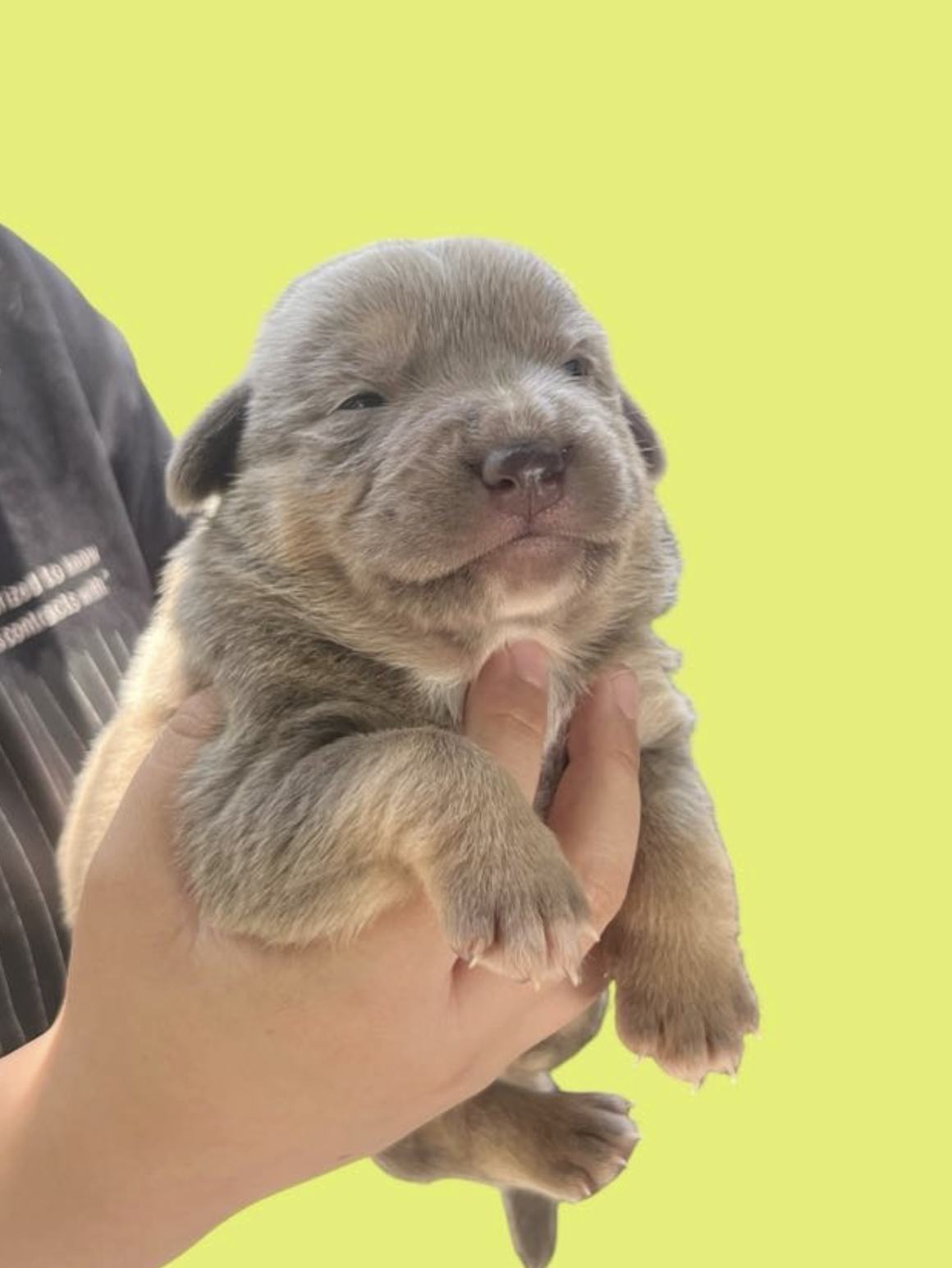 MOMMA IRIS' LITTER: TOBY