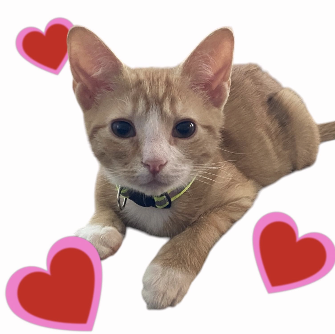 ALVIN