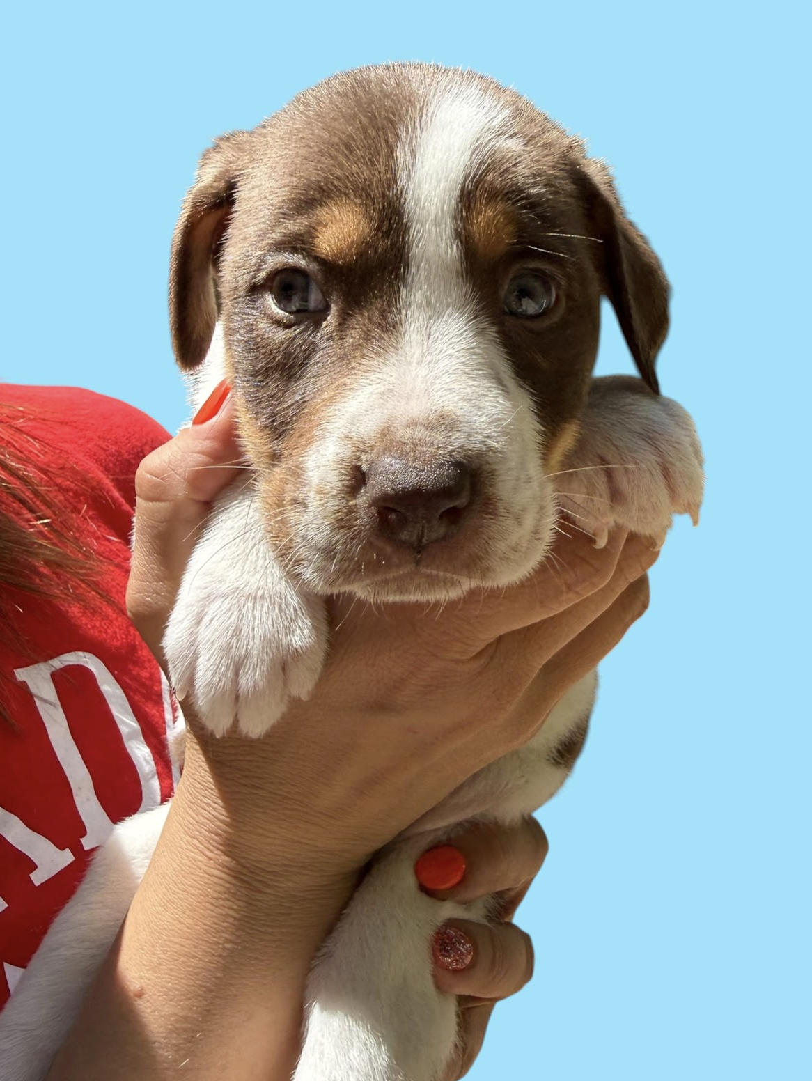 MOMMA IRIS' LITTER: BAILEY