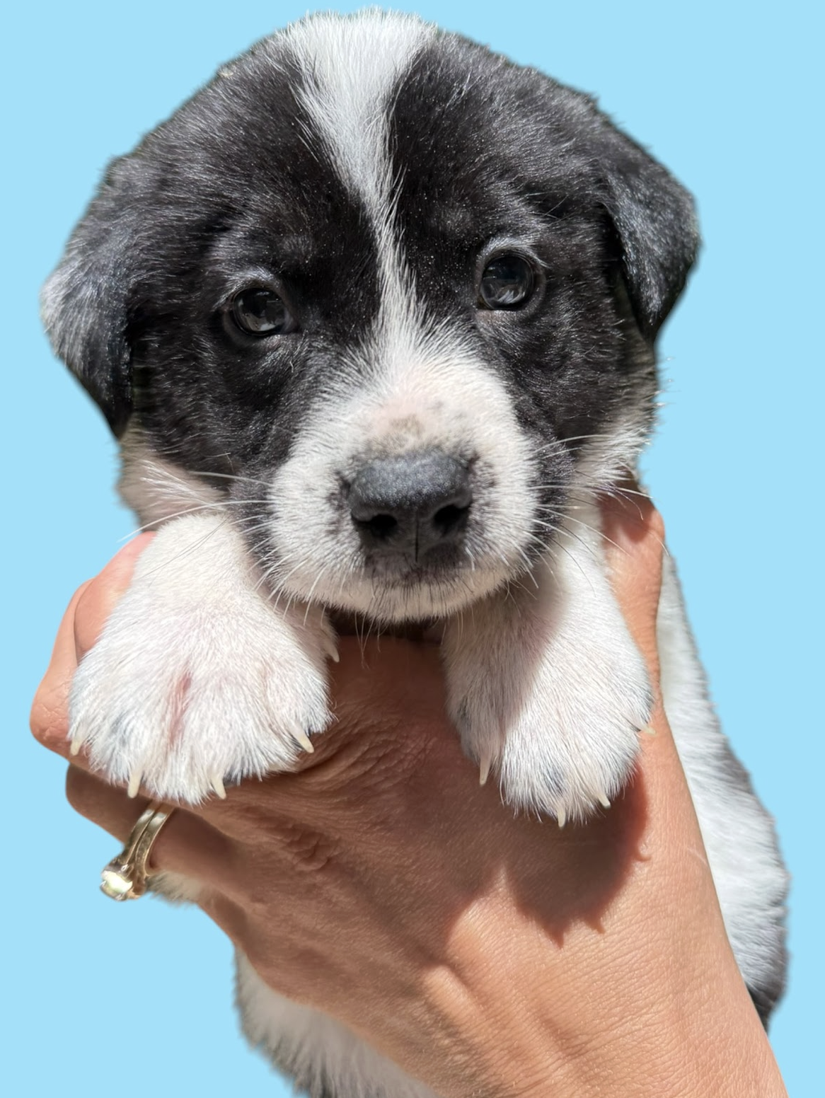 MOMMA IRIS' LITTER: TEDDY