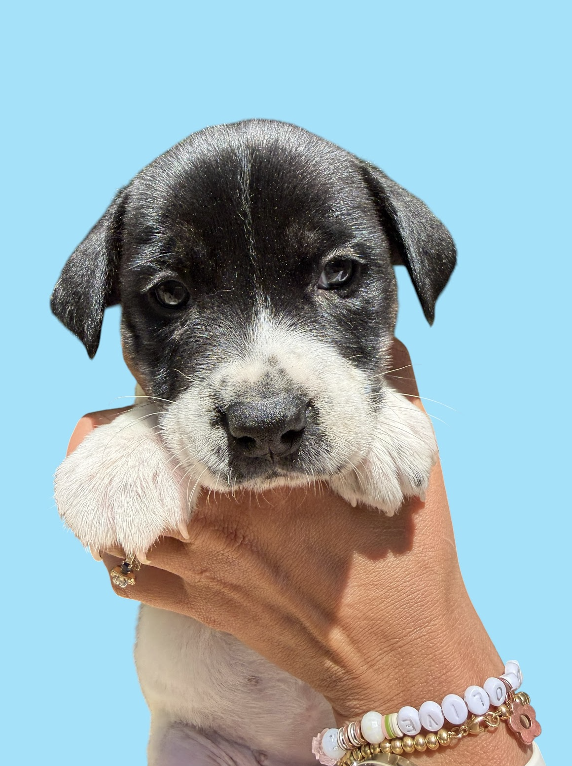 MOMMA IRIS' LITTER: PENNY