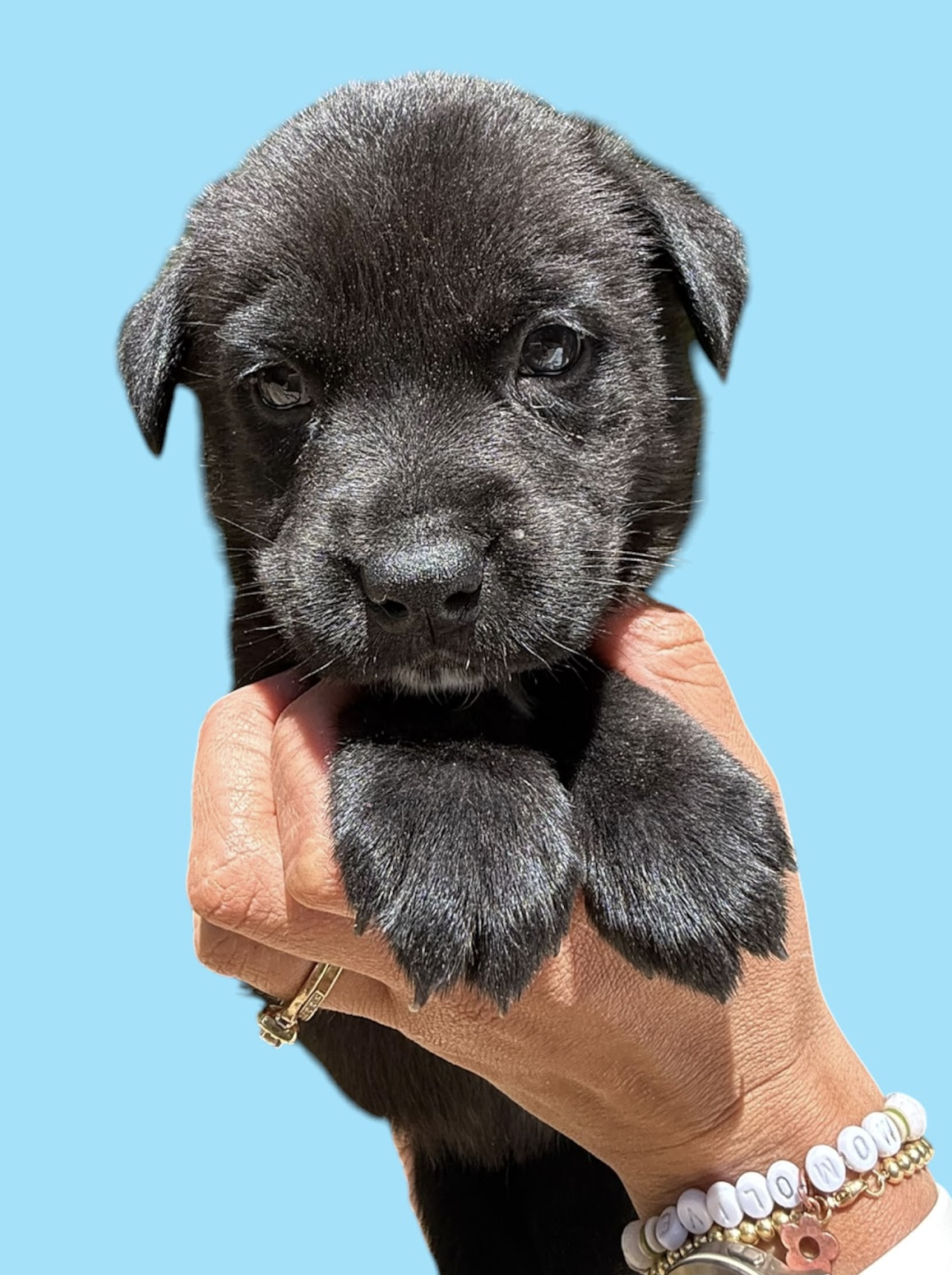 MOMMA IRIS' LITTER: ABIGAIL