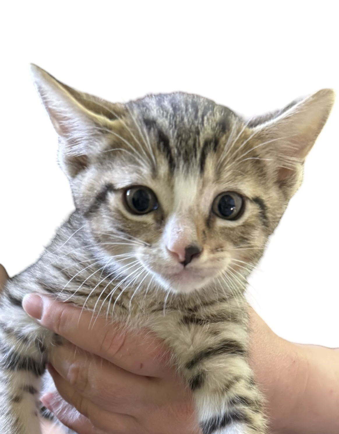 MOMMA HONEY'S LITTER: CINNAMON