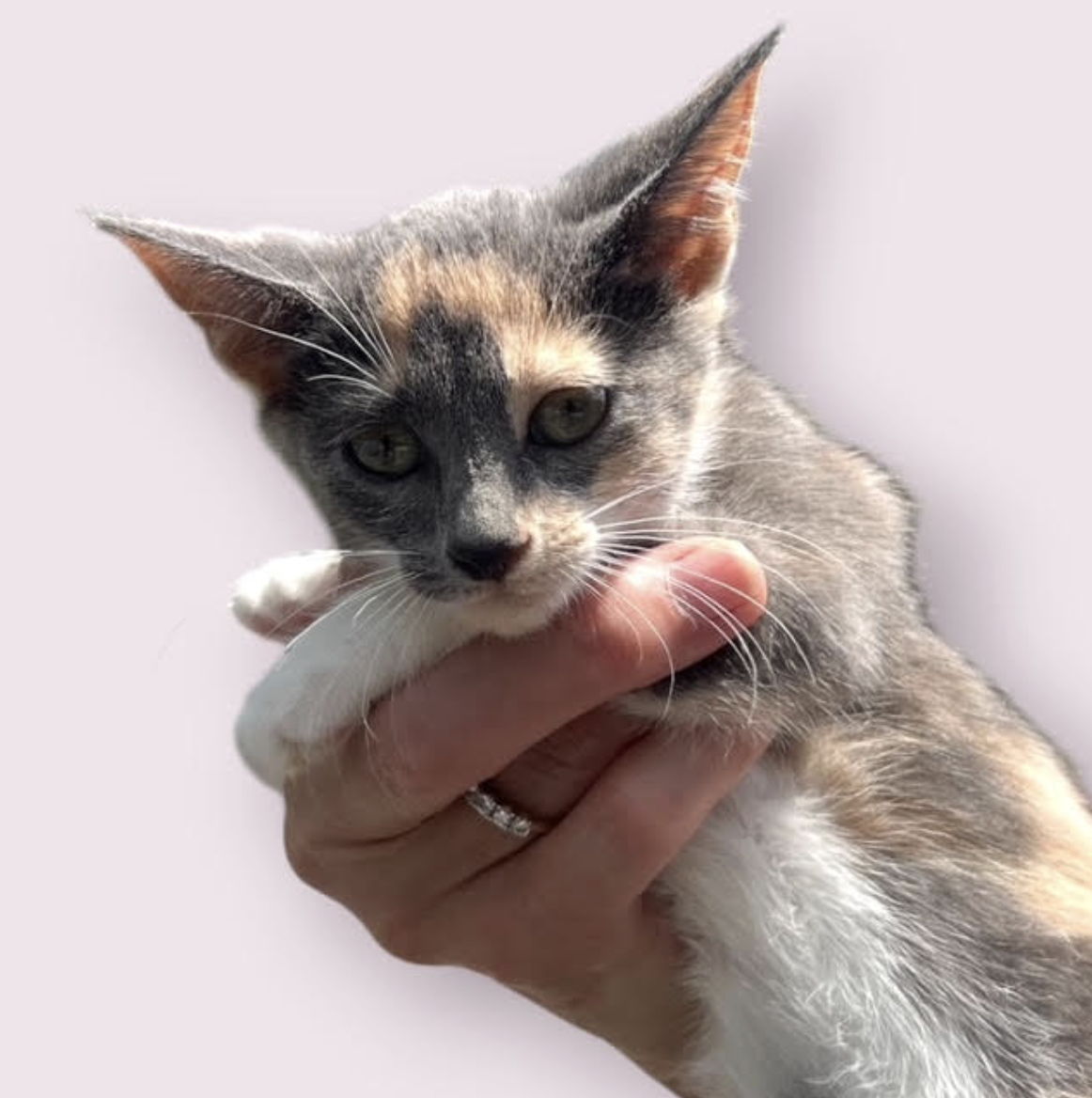 LILA