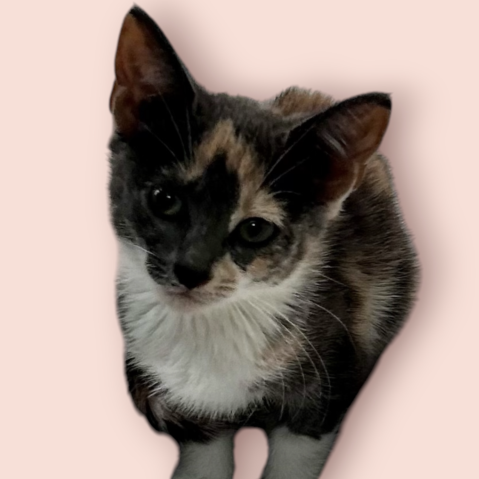 LILA