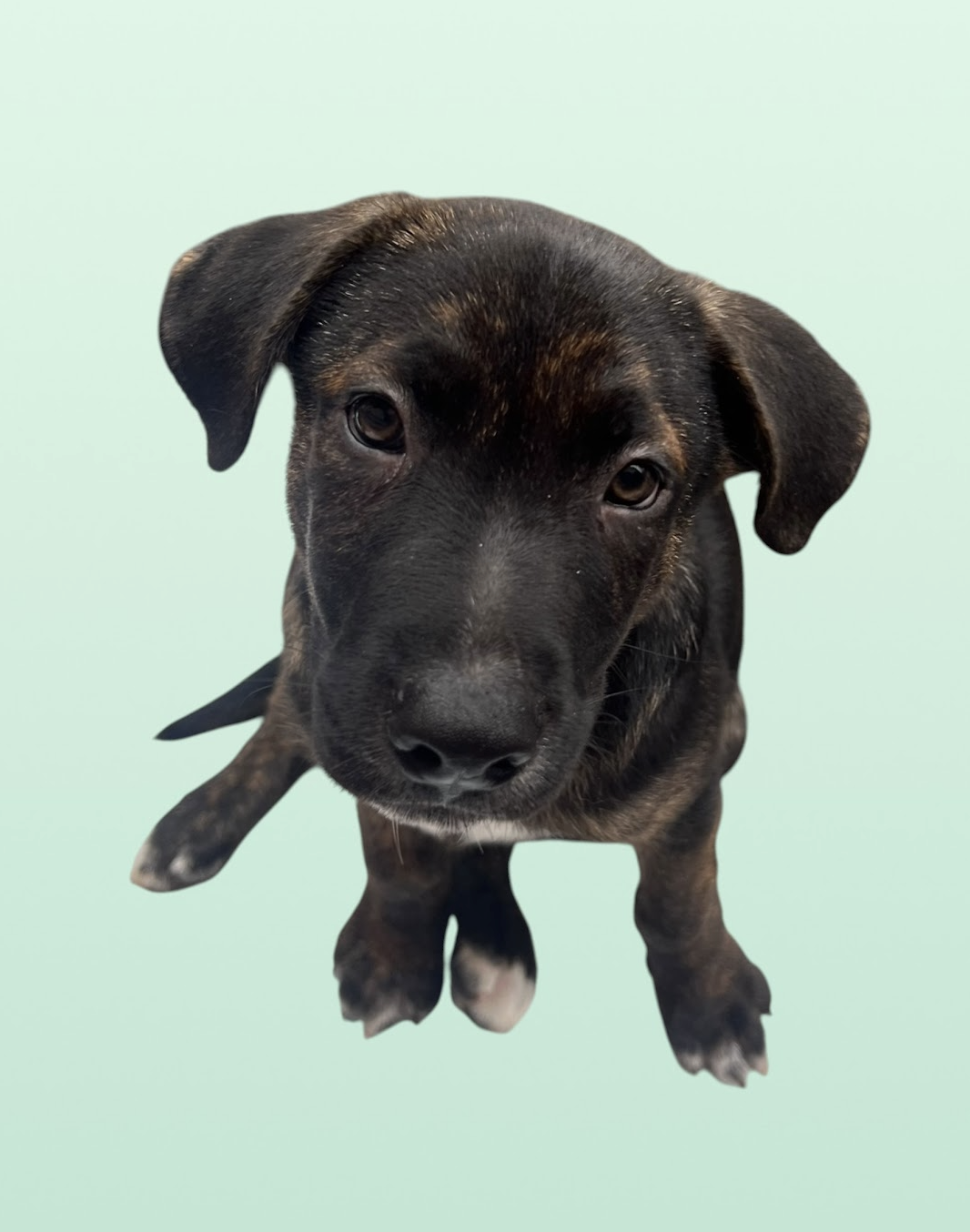 MOMMA IRIS' LITTER: TROOPER