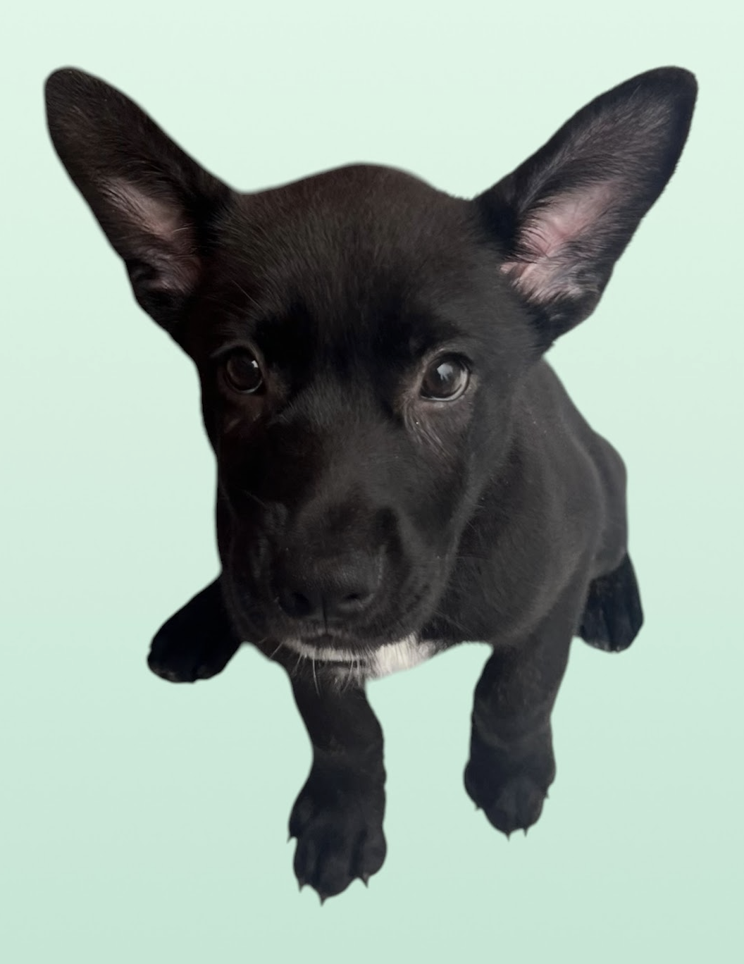 MOMMA IRIS' LITTER: ABIGAIL