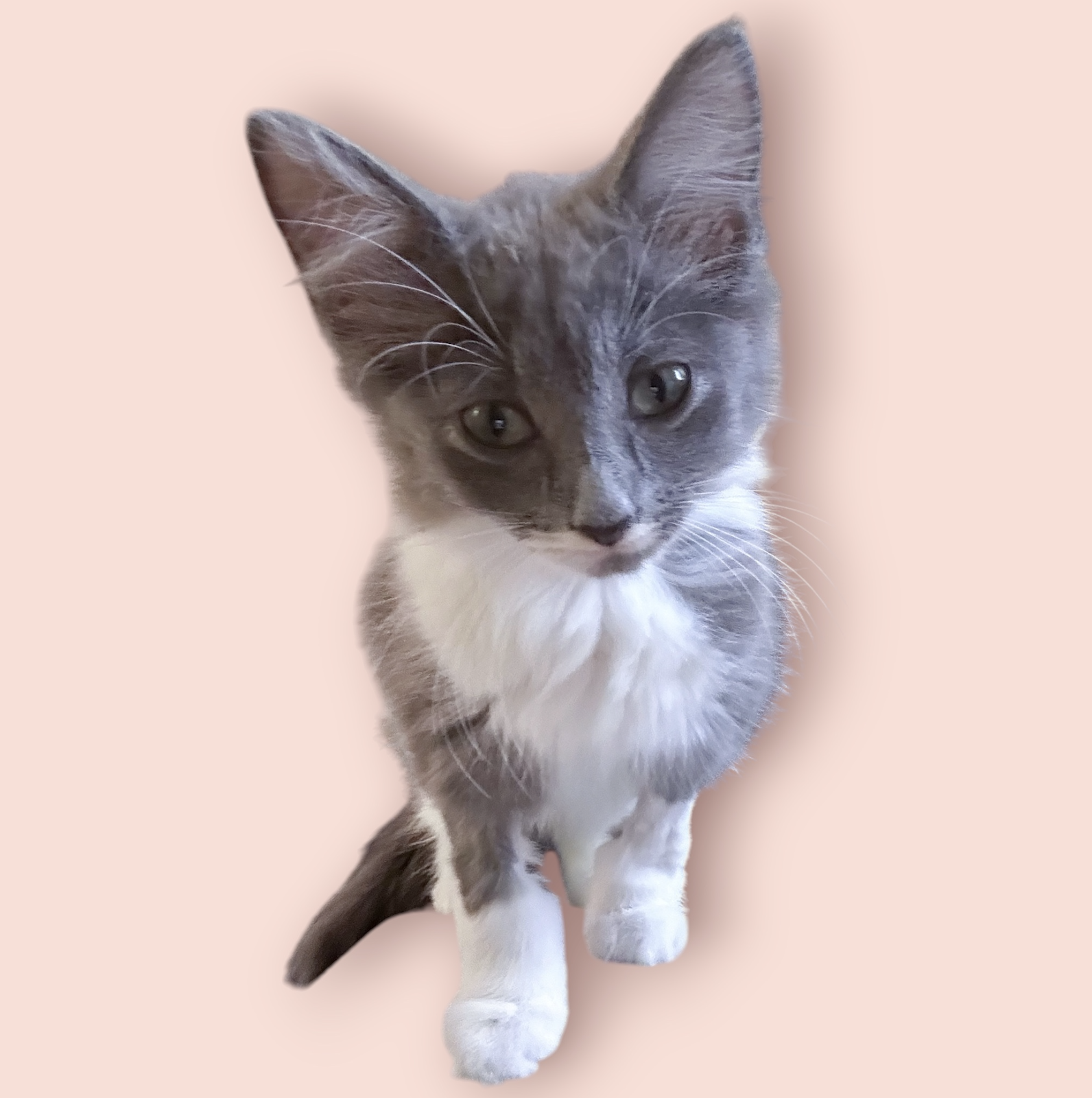 JUNIE