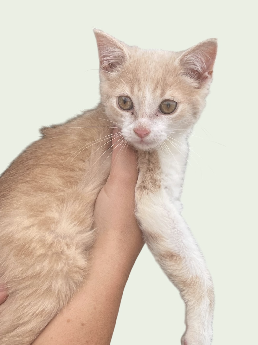 GUS