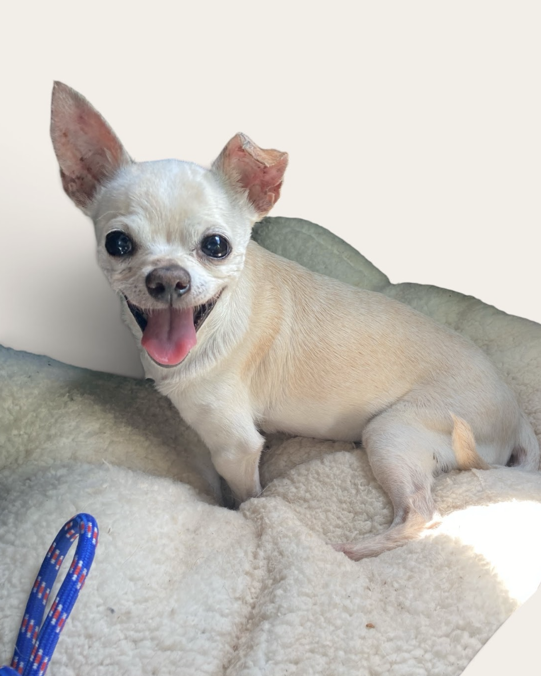 PIXIE