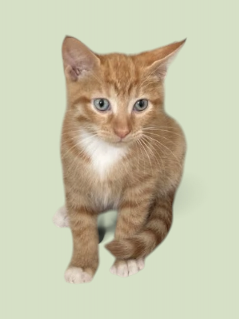 SEBASTIAN