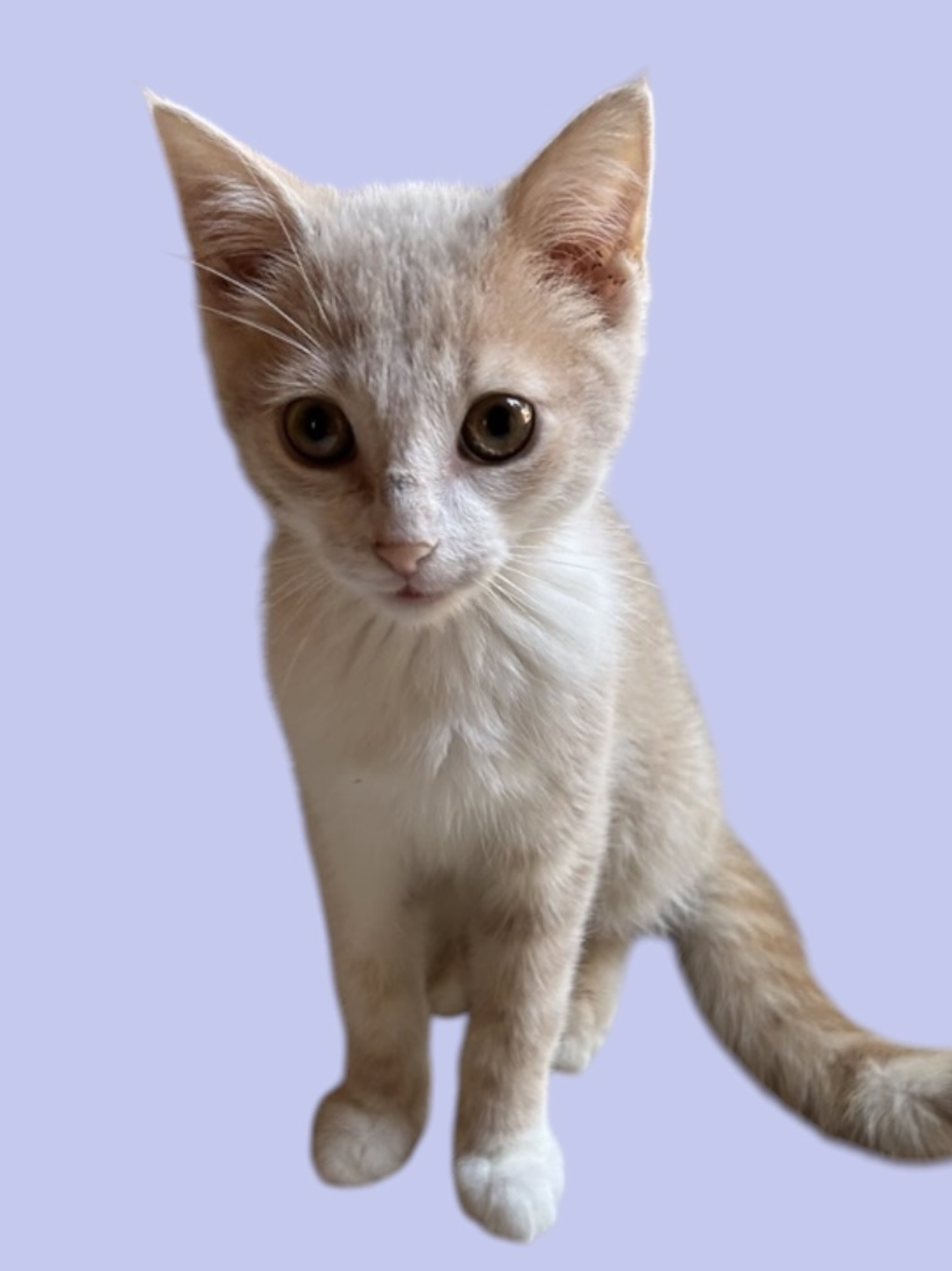 GUS