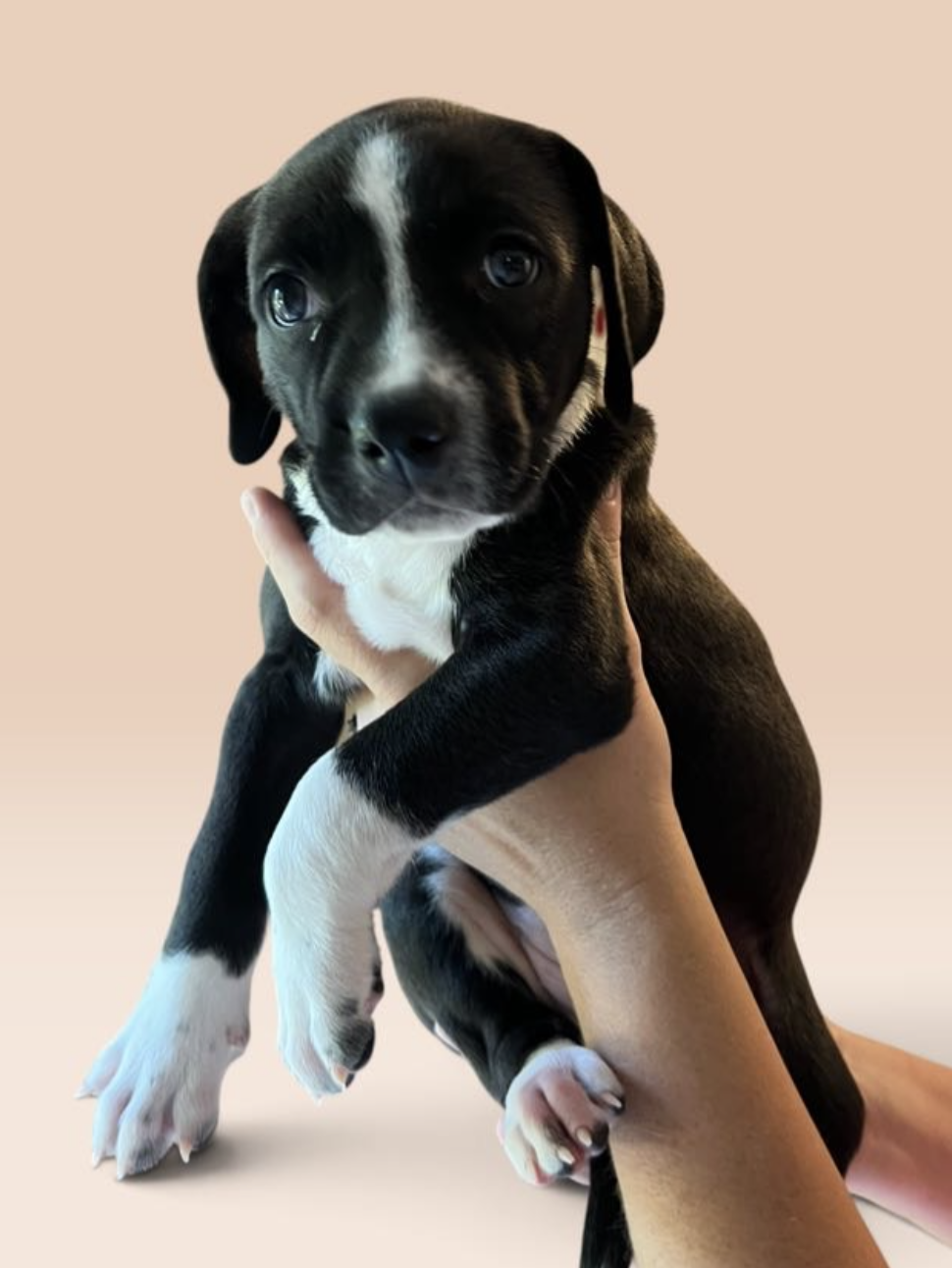 SAVANNAH'S LITTER: DOLLY