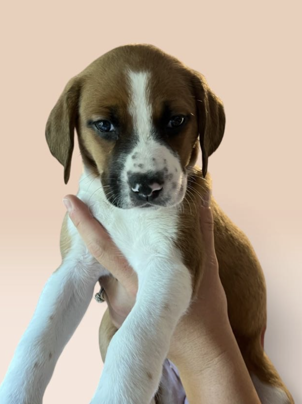 SAVANNAH'S LITTER: KALEKI
