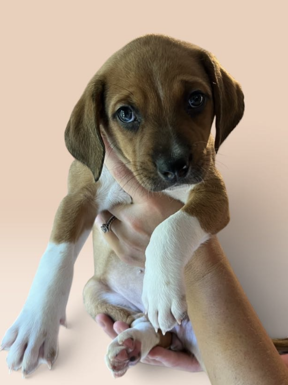 SAVANNAH'S LITTER: LUNA