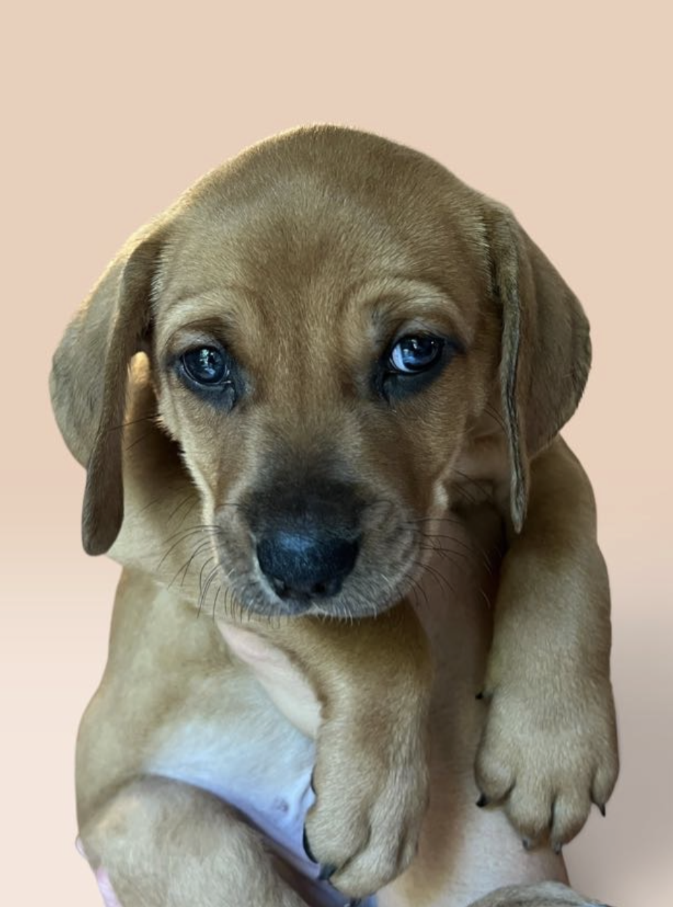 SAVANNAH'S LITTER: JAKE PERALTA