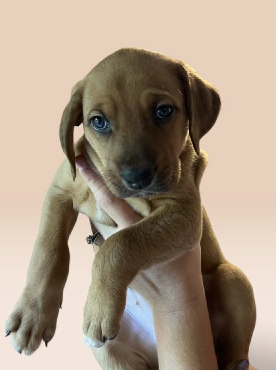 SAVANNAH'S LITTER: ONTARIO