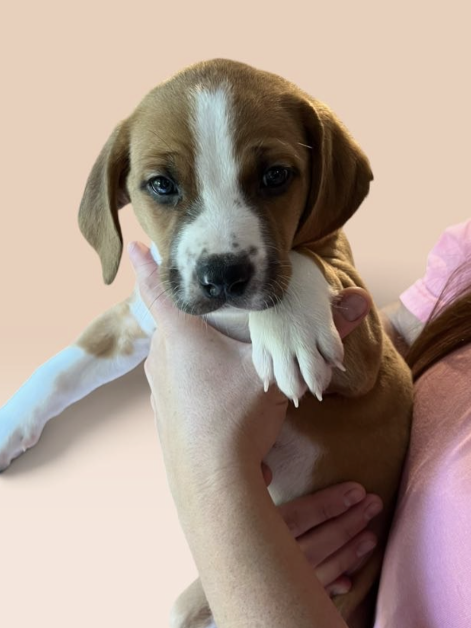 SAVANNAH'S LITTER: TEDDY 