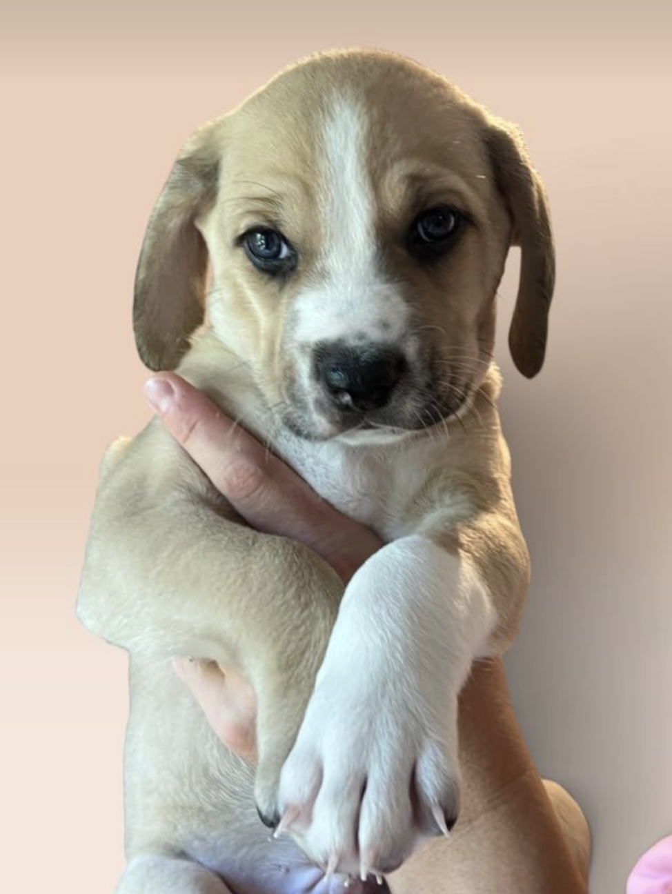 SAVANNAH'S LITTER: OSCAR