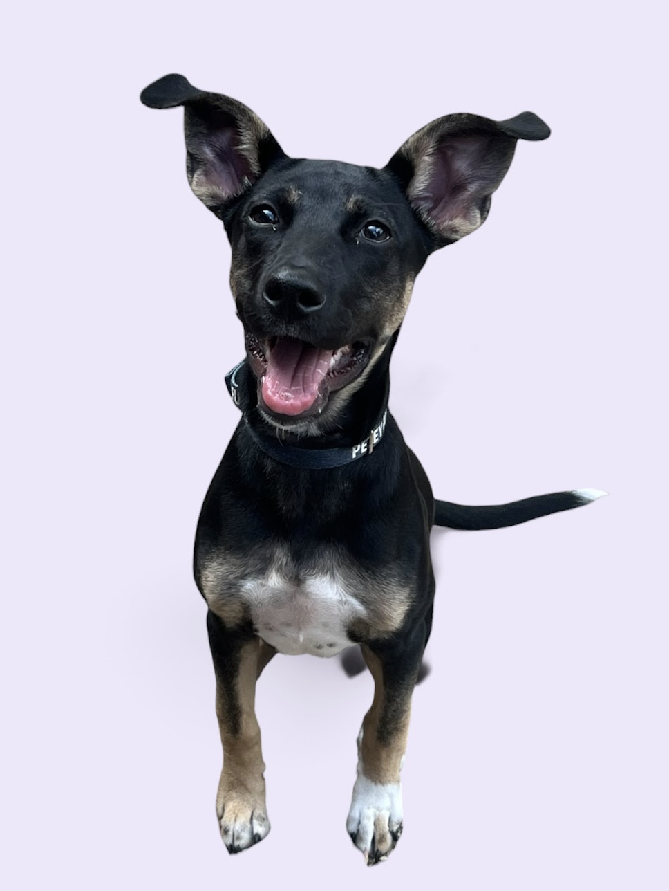 SAM