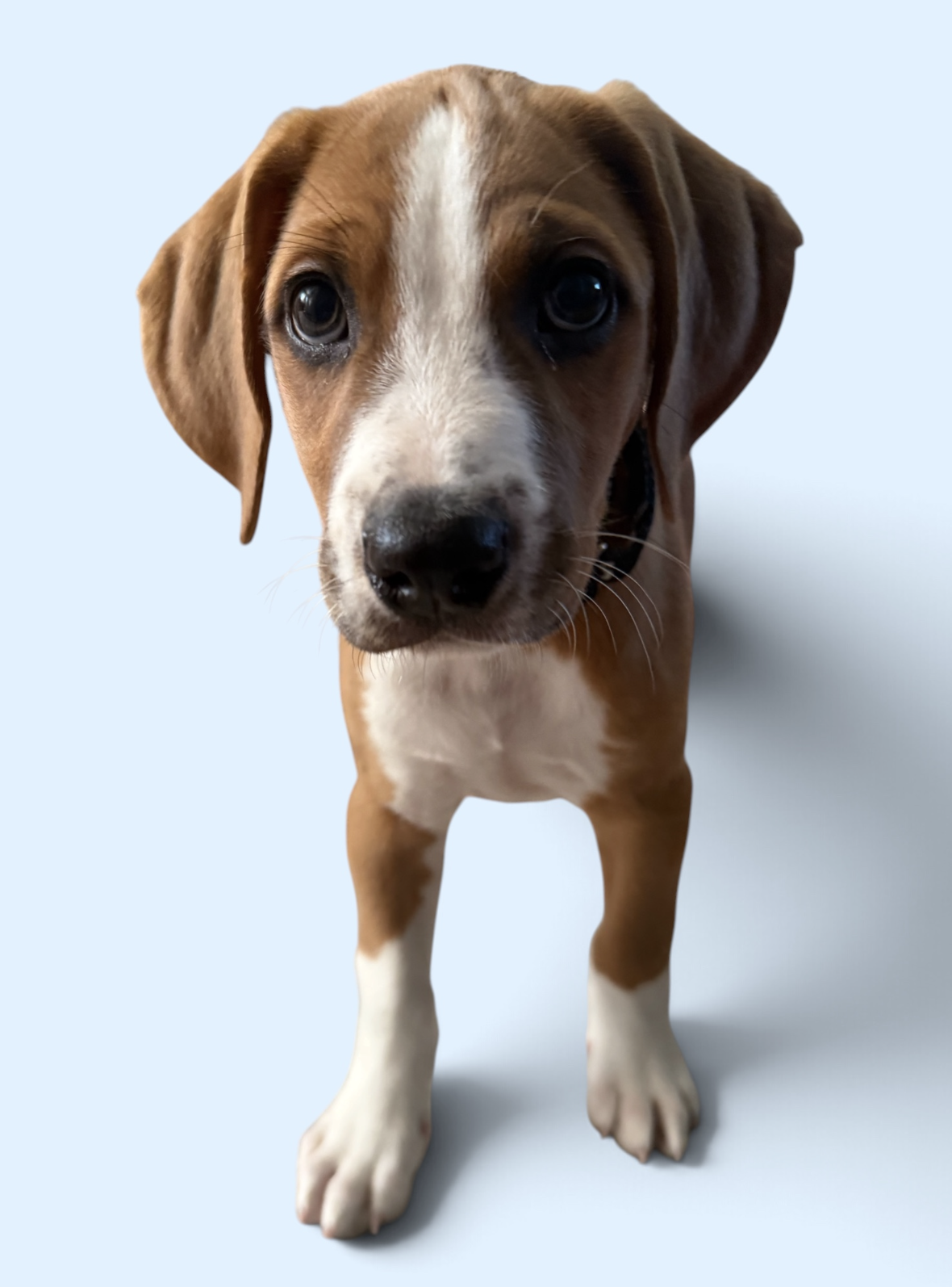 SAVANNAH'S LITTER: TEDDY 