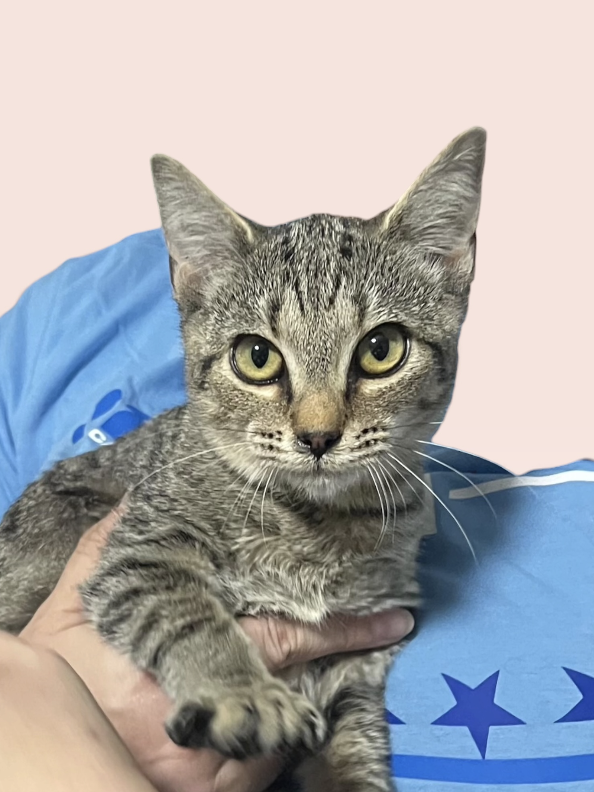 LUA